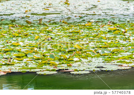 スイレンの池 57740378