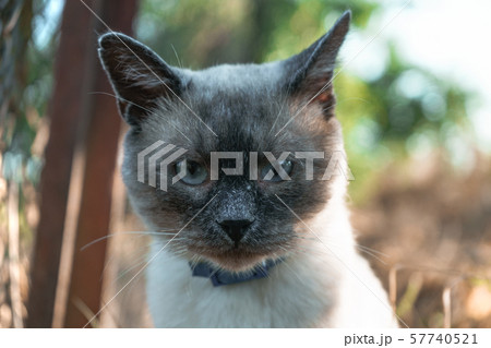 Beautiful portrat siamese cat on a wildwide. 57740521