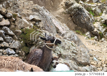 太陽の島　リャマ 57740818
