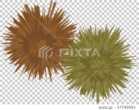 いがぐり 57740993