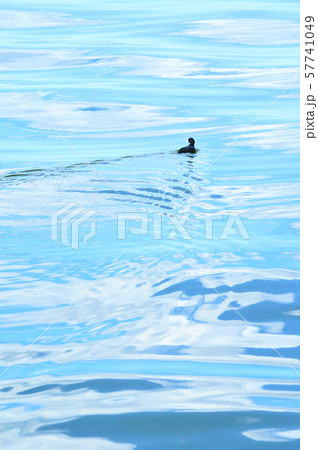 水文様に戯れる水鳥 水文様に戯れる水鳥 57741049