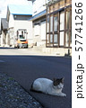日陰でくつろぐ猫 57741266