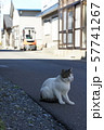 街中の猫 57741267