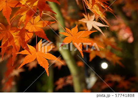 紅葉(夜景) 紅葉(夜景) 57741808