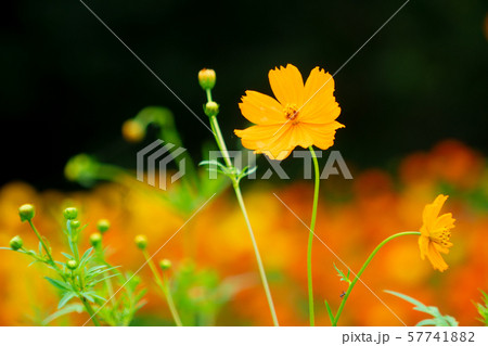 コスモス 57741882