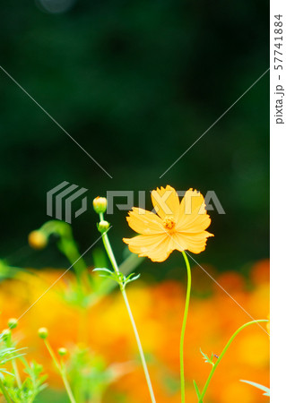 コスモス コスモス 57741884