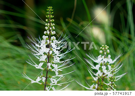 ネコノヒゲ ネコノヒゲ 57741917