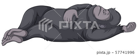 Gorilla sleeping on white background 57741996