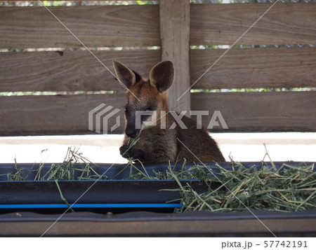 ワラビー 57742191