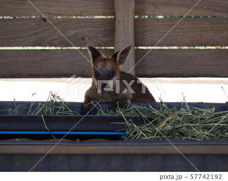 ワラビー 57742192