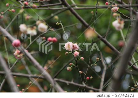 台湾 林家花園 初梅 台湾 林家花園 初梅 57742272