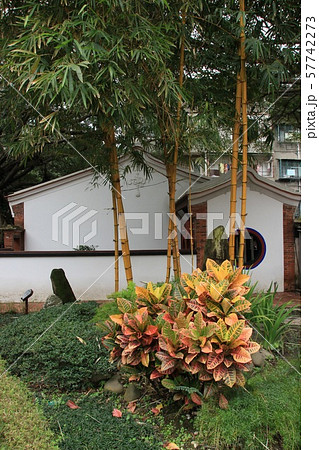 台湾 林家花園 黄金竹 台湾 林家花園 黄金竹 57742273