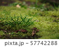 苔 57742288