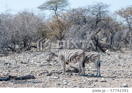 Zebras in Etosha National Park. Zebras in Etosha National Park. 57742391