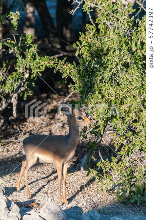 Closeup of a Dik Dik 57742397