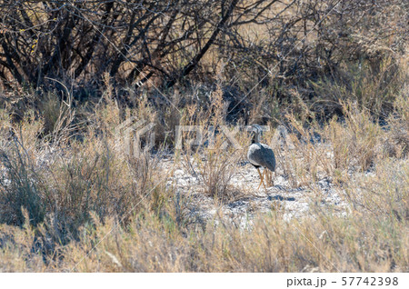 A Kori Bustard in Etosha National Park 57742398
