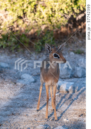 Closeup of a Dik Dik Closeup of a Dik Dik 57742399