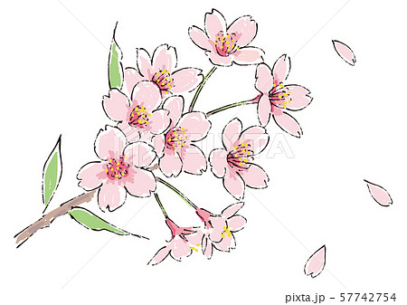 四季の花 桜のイラスト01のイラスト素材