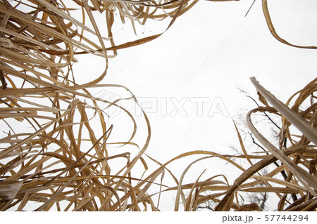 蚊帳の葉に囲まれて-成長した茅の株の中心から空を見上げた。 57744294