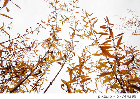 雪柳紅葉-冬枯れの雪柳、逆光で紅葉が見られた。 雪柳紅葉-冬枯れの雪柳、逆光で紅葉が見られた。 57744299