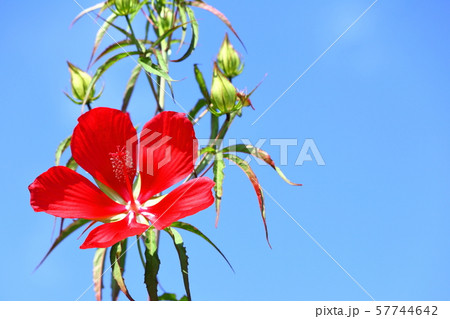 モミジアオイ 57744642