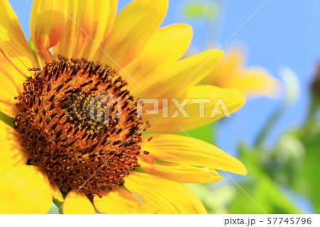 ひまわり 57745796
