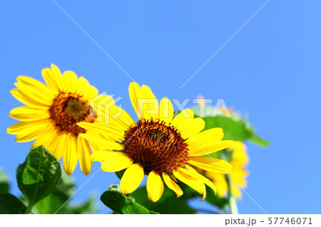 ひまわり ひまわり 57746071