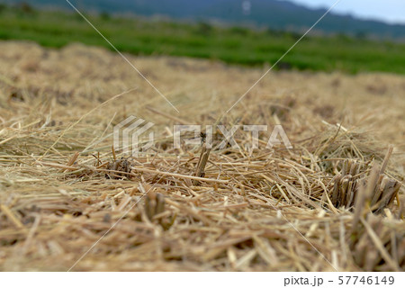 赤とんぼ(稲刈り後の田んぼ)01 赤とんぼ(稲刈り後の田んぼ)01 57746149