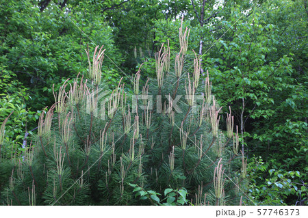 日の出 木 松 57746373