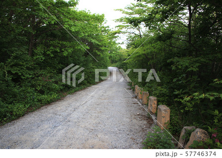 日の出 木 松 57746374