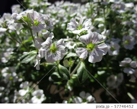 カーペットカスミソウの写真素材