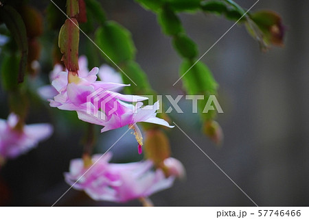 シャコバサボテンの花 シャコバサボテンの花 57746466