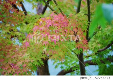 もみじの紅葉の風景 57746473