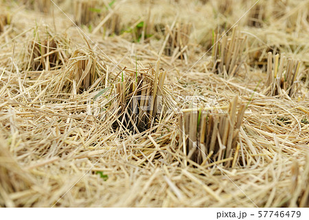 稲刈り後の田んぼ02 稲刈り後の田んぼ02 57746479