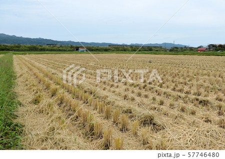 稲刈り後の田んぼ01 57746480