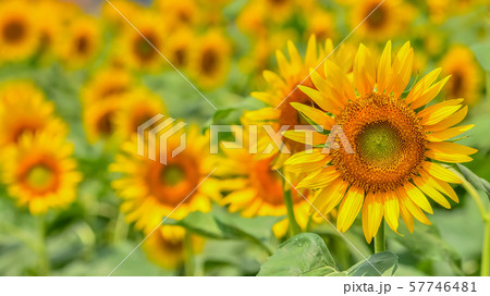 ヒマワリの花　　Sunflower 57746481