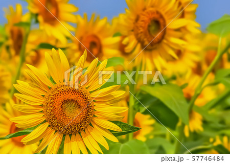 ヒマワリの花 Sunflower ヒマワリの花 Sunflower 57746484
