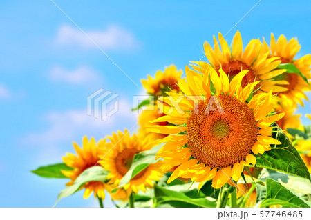 ヒマワリの花 Sunflower ヒマワリの花 Sunflower 57746485