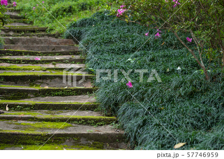 stone stairway with green plant in the park. 57746959