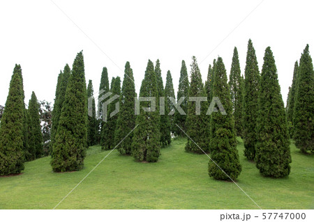 group of pine tree isolated on white background 57747000