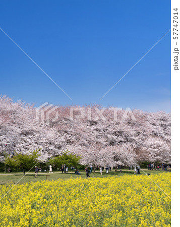 埼玉県　権現堂桜堤 57747014