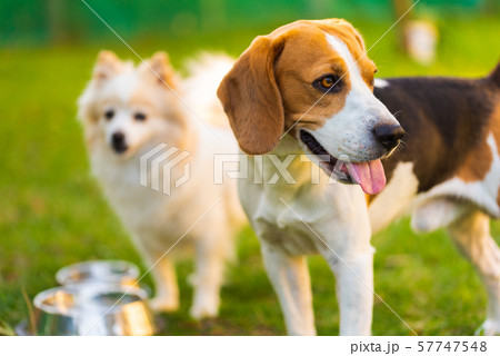 Beagle dog with pomeranian spitz on a green grass in garden. Background Beagle dog with pomeranian spitz on a green grass in garden. Background 57747548