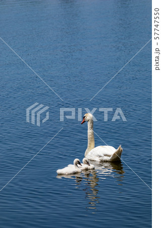 Swans in Pamvotida lake, Ioannina Epirus, Greece Swans in Pamvotida lake, Ioannina Epirus, Greece 57747550