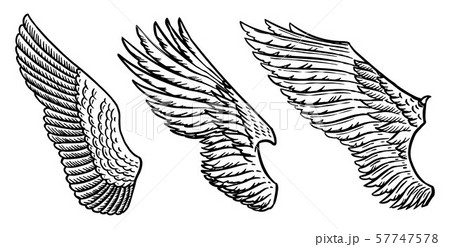Set of Angel wings in vintage style. Template for tattoo and emblems, t-shirts and logo. Emblem for Set of Angel wings in vintage style. Template for tattoo and emblems, t-shirts and logo. Emblem for 57747578