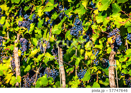 Red grapes on vineyard over bright green background. Autumn sun 57747646