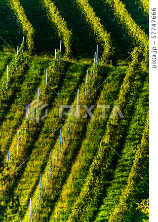 Rows Of Vineyard Grape Vines. Autumn Landscape. Austria south Styria . Abstract Background Of Autumn 57747666