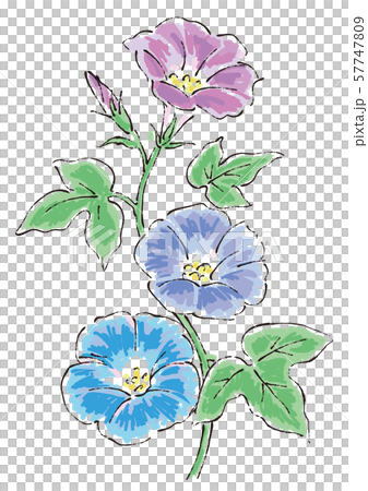 四季の花 朝顔のイラスト01のイラスト素材