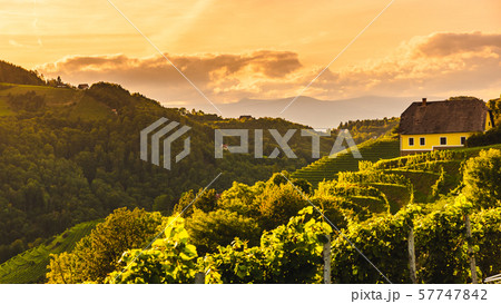Sunset landscape of vineyard rows on Austrian countryside in Leibnitz Kitzeck im Sausal Sunset landscape of vineyard rows on Austrian countryside in Leibnitz Kitzeck im Sausal 57747842