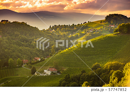 Sunset landscape of vineyard rows on Austrian countryside in Leibnitz Kitzeck im Sausal 57747852