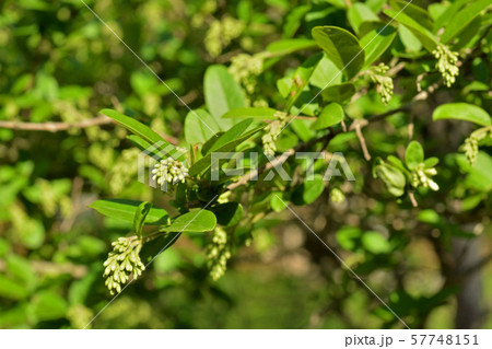 樹木 イボタノキ モクセイ科 筑波実験植物園 の写真素材